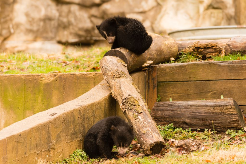 Andean Bear Cubs